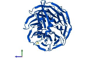 Protein Structure (PS) image for WD Repeat Domain 69 (WDR69) (AA 1-415) protein (His tag) (ABIN7547027)