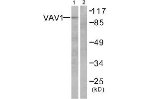 Western blot analysis of extracts from K562 cells, using VAV1 (epitope around residue 174) antibody (ABIN5976238, Line 1 and 2). (VAV1 抗体  (Tyr174))
