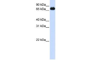 Western Blotting (WB) image for anti-Forkhead Box K2 (FOXK2) antibody (ABIN2458462) (Forkhead Box K2 抗体)