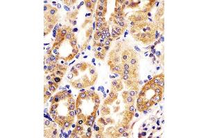 (ABIN6242146 and ABIN6578339) staining HTR1E in human kidney tissue sections by Immunohistochemistry (IHC-P - paraformaldehyde-fixed, paraffin-embedded sections). (Serotonin Receptor 1E 抗体  (AA 223-258))