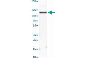 Western Blot analysis of HEL cell lysate with PDE3A polyclonal antibody . (PDE3A 抗体)