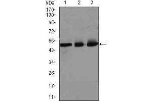 Western blot analysis using E2F1 mouse mAb against HeLa (1), SK-N-SH (2), and NIH3T3 (3) cell lysate. (E2F1 抗体  (AA 69-223))