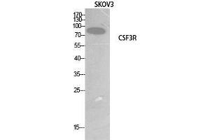 Western Blot (WB) analysis of SKOV3 cells using G-CSFR Polyclonal Antibody. (CSF3R 抗体  (Internal Region))