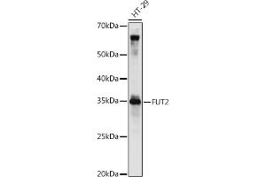 Western blot analysis of extracts of HT-29 cells, using FUT2 antibody (ABIN6129014, ABIN6140822, ABIN6140823 and ABIN6221384) at 1:1000 dilution. (FUT2 抗体  (AA 29-150))