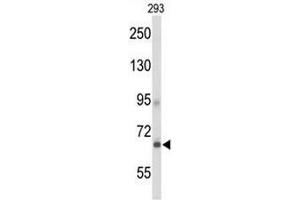 Western blot analysis of GPR133 Antibody (Center) in 293 cell line lysates (35µg/lane). (G Protein-Coupled Receptor 133 抗体  (Middle Region))
