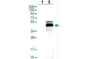 Western blot analysis of Lane 1: Negative control (vector only transfected HEK293T lysate), Lane 2: Over-expression lysate (Co-expressed with a C-terminal myc-DDK tag (~3. (MAGEB1 抗体  (AA 223-344))