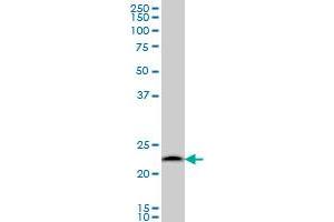 Western Blotting (WB) image for anti-Proteasome (Prosome, Macropain) Subunit, beta Type, 6 (PSMB6) (AA 1-239) antibody (ABIN562482)