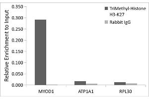Chromatin Immunoprecipitation (ChIP) image for anti-Histone 3 (H3) (H3K27me) antibody (ABIN6219521)