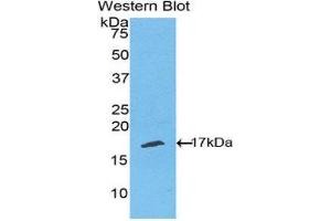 Western Blotting (WB) image for anti-RELT Tumor Necrosis Factor Receptor (RELT) (AA 222-363) antibody (ABIN1860801) (RELT 抗体  (AA 222-363))