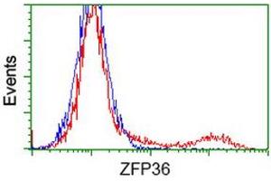 HEK293T cells transfected with either RC202049 overexpress plasmid (Red) or empty vector control plasmid (Blue) were immunostained by anti-ZFP36 antibody (ABIN2454203), and then analyzed by flow cytometry. (ZFP36 抗体)