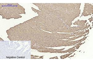 Immunohistochemical analysis of paraffin-embedded rat heart tissue. (Cytochrome C 抗体  (AA 1268-1341))