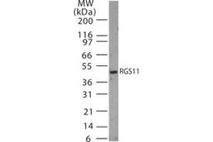 Image no. 1 for anti-Regulator of G-Protein Signaling 11 (RGS11) (AA 201-218) antibody (ABIN233208) (RGS11 抗体  (AA 201-218))