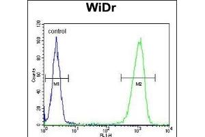 PX Antibody (Center) (ABIN653126 and ABIN2842705) flow cytometric analysis of WiDr cells (right histogram) compared to a negative control cell (left histogram). (PEX2 抗体  (AA 165-194))