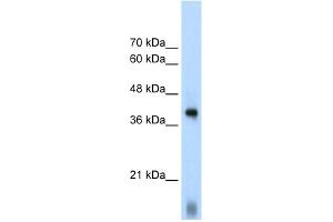 EIF2S1 antibody used at 1.