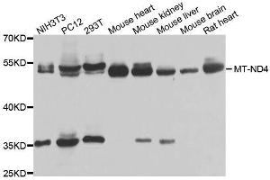 Western blot analysis of extracts of various cell lines, using MT-ND4 antibody. (Mitochondrially Encoded NADH Dehydrogenase 4 (MT-ND4) (AA 350-450) 抗体)