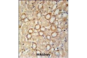 CRUM2 Antibody (C-term) (ABIN651911 and ABIN2840450) immunohistochemistry analysis in formalin fixed and paraffin embedded mouse kidney tissue followed by peroxidase conjugation of the secondary antibody and DAB staining. (CRB2 抗体  (AA 1258-1285))