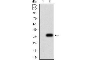 Western blot analysis using P2RY8 mAb against HEK293 (1) and P2RY8 (AA: extra mix)-hIgGFc transfected HEK293 (2) cell lysate. (P2RY8 抗体)