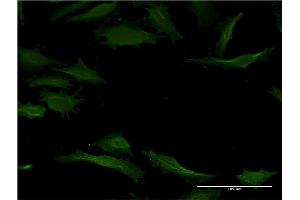 Immunofluorescence (IF) image for anti-Cytochrome P450, Family 1, Subfamily A, Polypeptide 2 (CYP1A2) (AA 211-310) antibody (ABIN947768)