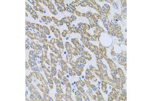 Immunohistochemistry (IHC) image for anti-Neurotrophin 4 (NTF4) (AA 25-210) antibody (ABIN3021388)