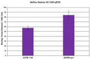 Histone H3 antibody (rAb) tested by ChIP  Chromatin immunoprecipitation (ChIP) was performed with 30 µg of chromatin from Farage human lymph-node derived B cells and 4. (Recombinant Histone 3 抗体  (C-Term))