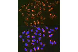 Immunofluorescence analysis of U-2 OS cells using Prohibitin 2 (Prohibitin 2 (PHB2)) Rabbit mAb (ABIN7269545) at dilution of 1:100 (40x lens). (Prohibitin 2 抗体)