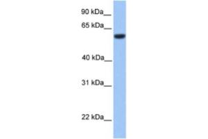 Western Blotting (WB) image for anti-Zinc finger protein 82 homolog (ZFP82) antibody (ABIN2460310) (Zinc finger protein 82 homolog (ZFP82) 抗体)