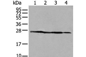 Western blot analysis of 293T A431 and HepG2 cell lysates using ARHGDIB Polyclonal Antibody at dilution of 1:500 (ARHGDIB 抗体)