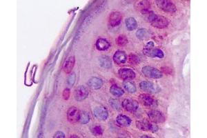 Anti-ROR Alpha / RORA antibody IHC staining of human skin. (RORA 抗体  (Hinge Region))