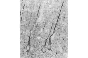 Immunohistochemistry analysis using Mouse Anti-PSD95 Monoclonal Antibody, Clone 7E3 . (DLG4 抗体  (PerCP))
