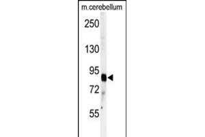 Western blot analysis of anti-ADTS4 Antibody (C-term) (ABIN391642 and ABIN2841554) in mouse cerebellum tissue lysates (35 μg/lane). (ADAMTS4 抗体  (C-Term))