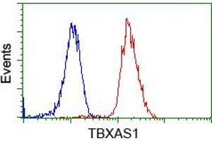 Image no. 1 for anti-thromboxane A Synthase 1 (Platelet) (TBXAS1) antibody (ABIN1501382) (TBXAS1 抗体)