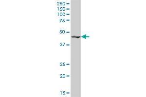 Western Blotting (WB) image for anti-KRR1, Small Subunit (SSU) Processome Component, Homolog (KRR1) (AA 1-381) antibody (ABIN524514)