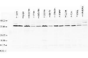Aha1, human cell lines (AHSA1 抗体)