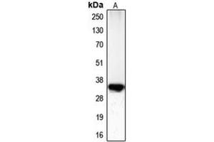 Western blot analysis of CDC2 (pT161) expression in HeLa (A) whole cell lysates. (CDK1 抗体  (pSer161))