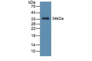 Western blot analysis of recombinant Mouse RBP3. (RBP3 抗体  (AA 18-320))