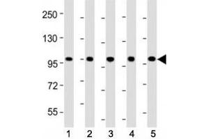 Western blot testing of LGR-5 antibody at 1:2000 dilution. (LGR5 抗体  (AA 689-719))
