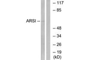 Western blot analysis of extracts from COS7 cells, using ARSI Antibody. (Arylsulfatase I 抗体  (AA 311-360))