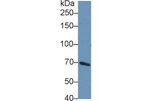Western Blot; Sample: Human HepG2 cell lysate; Primary Ab: 1µg/ml Rabbit Anti-Rat PIK3AP1 Antibody Second Ab: 0. (PIK3AP1 抗体  (AA 397-650))
