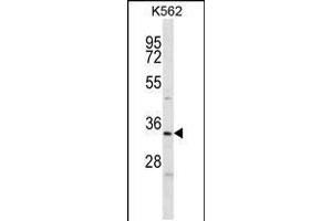 Western blot analysis in K562 cell line lysates (35ug/lane). (ELAVL2 抗体  (AA 156-184))