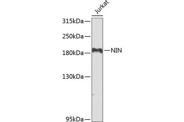 Ninein antibody  (AA 1-287)