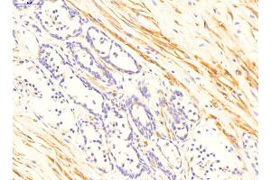 Sample Type: Normal Human Prostate.