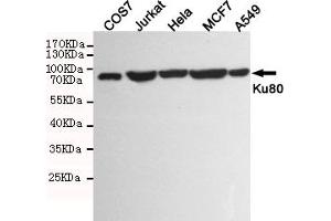 Western blot detection of Ku80 in COS7,Jurkat,Hela,MCF7 and A549 cell lysates using Ku80 mouse mAb (1:1000 diluted). (XRCC5 抗体)