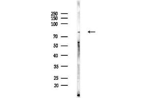 anti-Adhesion G protein-coupled Receptor E2 (ADGRE2) (N-Term) antibody