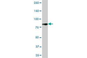 CD44 MaxPab polyclonal antibody. (CD44 抗体  (AA 1-361))