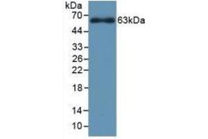 Detection of Recombinant CYP1A1, Rat using Polyclonal Antibody to Cytochrome P450 1A1 (CYP1A1) (CYP1A1 抗体  (AA 251-521))
