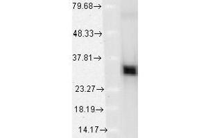 HO-1 (1F12-A6), recombinant HO-1 (HSP90 抗体)
