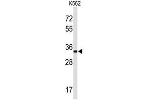 Western blot analysis of ATP1B2 Antibody (Center) in K562 cell line lysates (35µg/lane). (ATP1B2 抗体  (Middle Region))