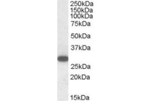 Image no. 1 for anti-Regulator of G-Protein Signalling 18 (RGS18) (C-Term) antibody (ABIN374434) (RGS18 抗体  (C-Term))
