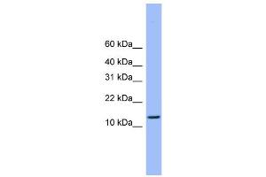 Western Blotting (WB) image for anti-ATP Synthase, H+ Transporting, Mitochondrial Fo Complex, Subunit D (ATP5H) (C-Term) antibody (ABIN2784804)
