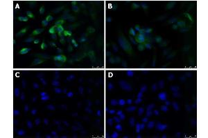 Immunofluorescence Microscopy of Rabbit anti-KLF4 antibody Immunofluorescence Microscopy of Rabbit anti-KLF4 antibody. (KLF4 抗体  (N-Term))